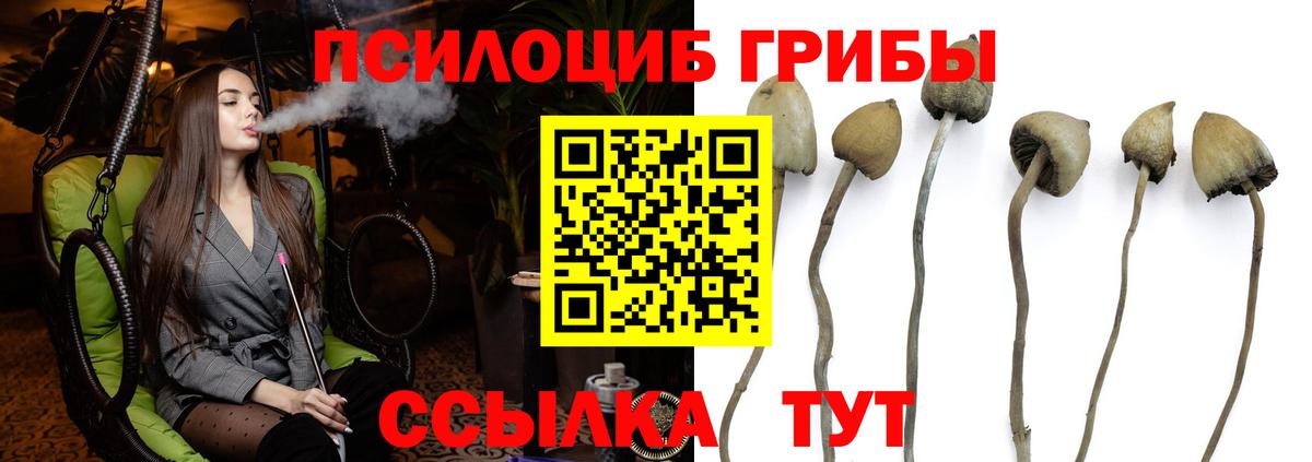 Галлюциногенные грибы Psilocybe Ялта